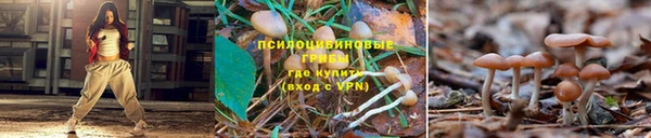 шишки Козельск